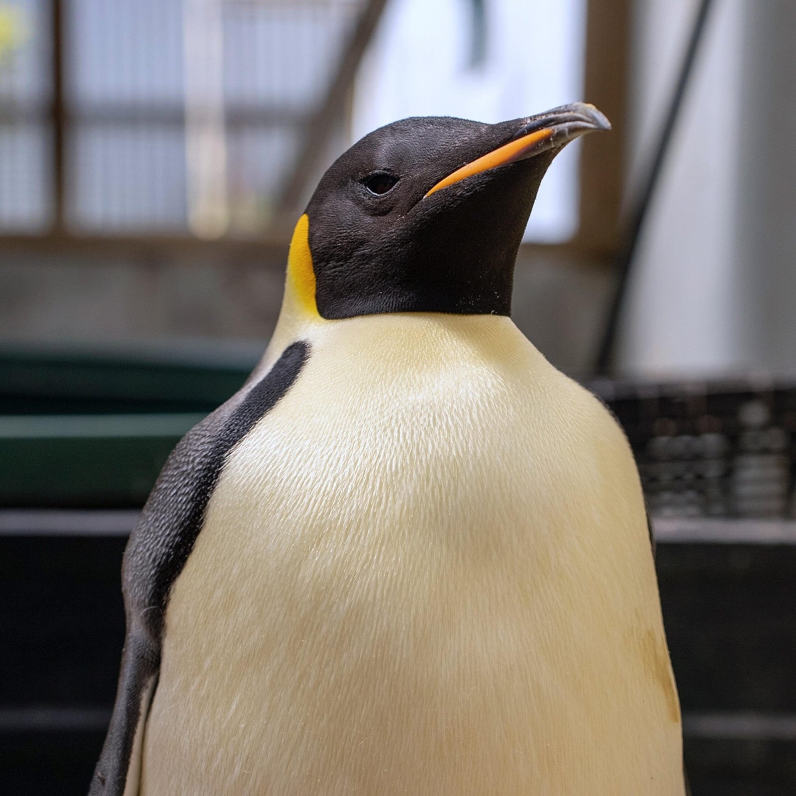 ‘Good luck, Gus’: Emperor penguin found in Australia is released back into the wild