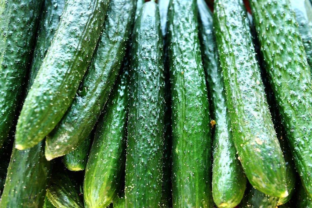 Cucumbers recalled in 26 states over possible salmonella contamination